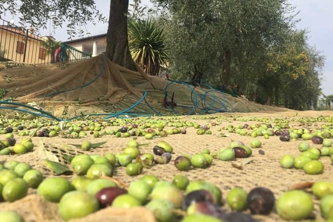 Raccolta Olive