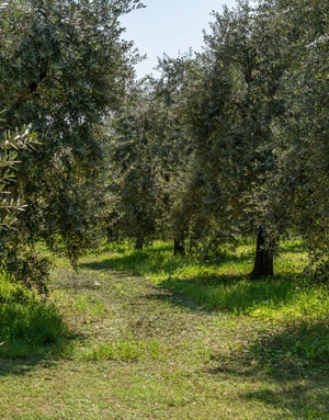 Oliveti dell'azienda agricola Manestrini