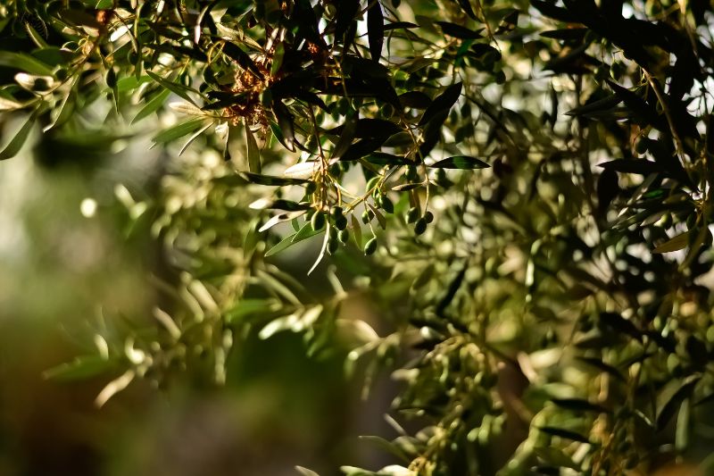Primo piano di un albero da frutto con foglie verdi a fuoco selettivo